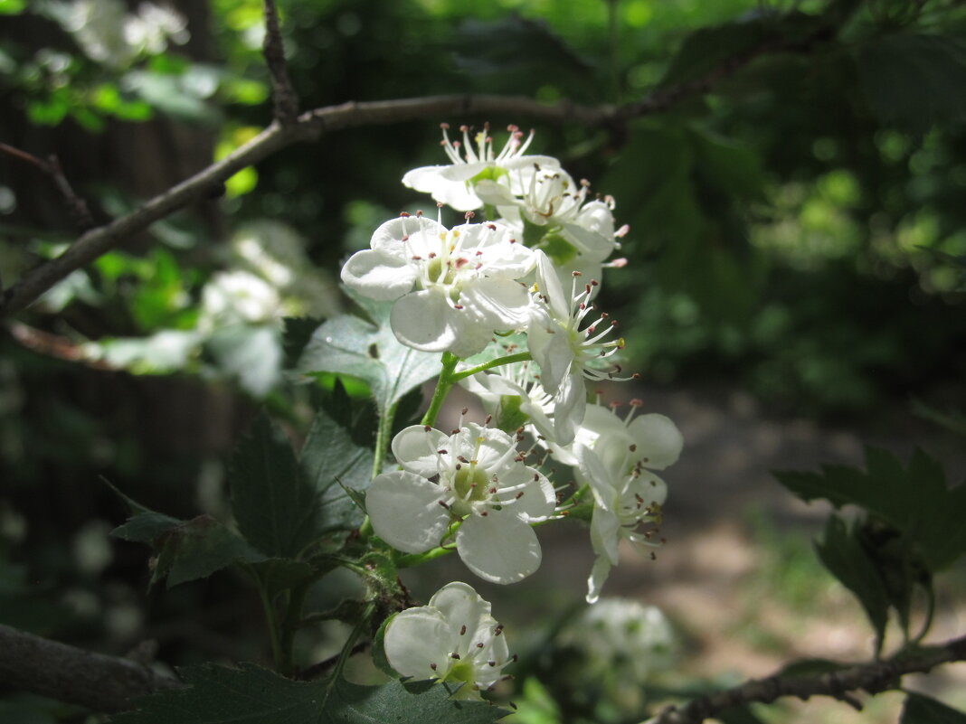 май - Елена Шаламова май - Елена Шаламова
