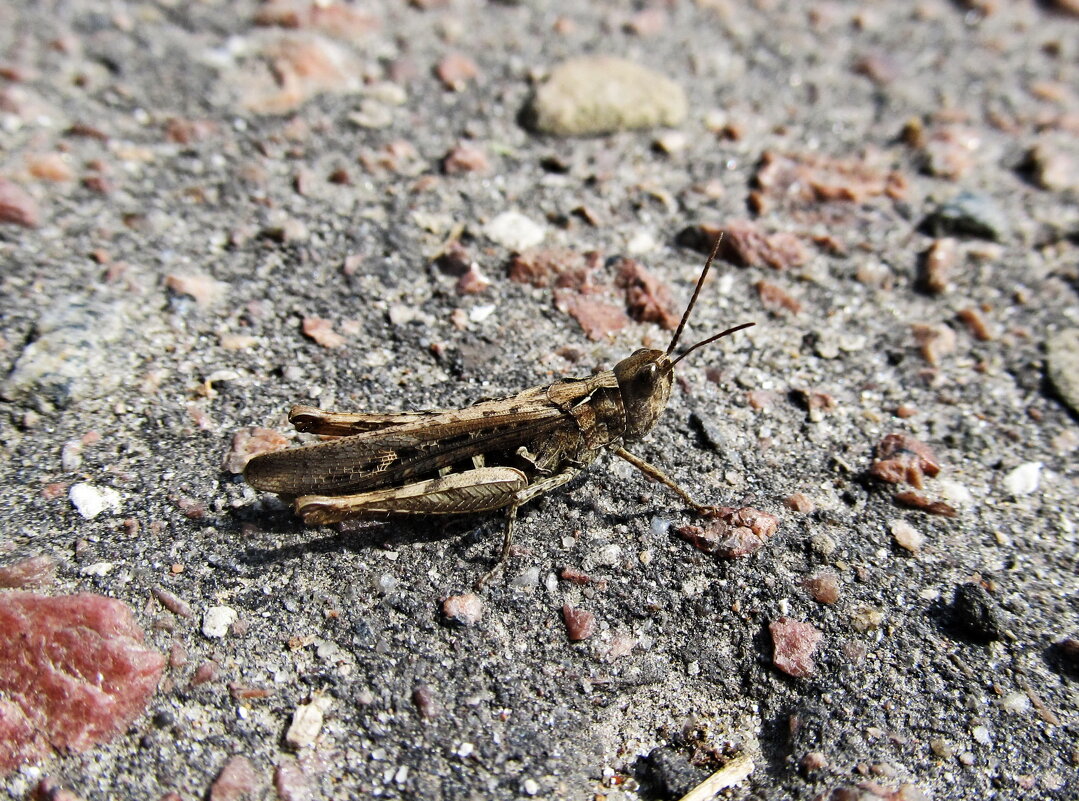 Кобылка - PRP 