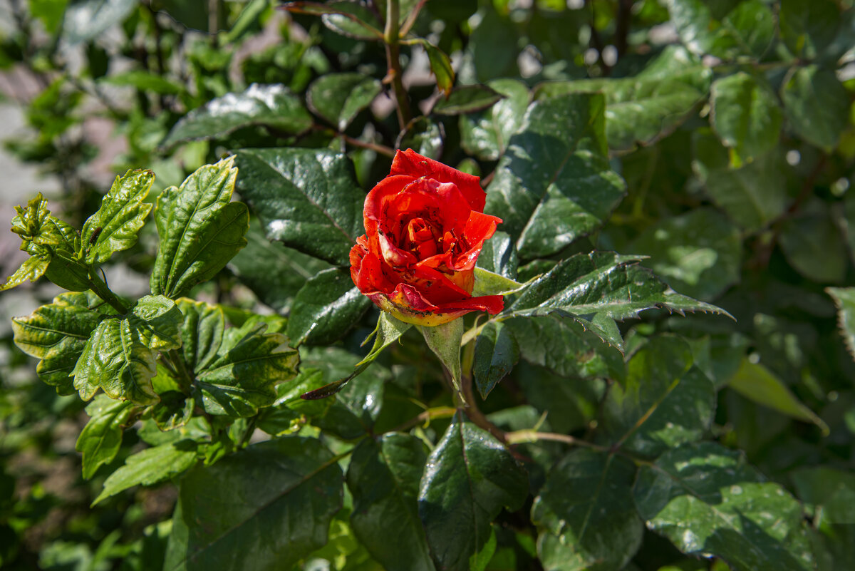 Роза - Анатолий Чикчирный Роза - Анатолий Чикчирный