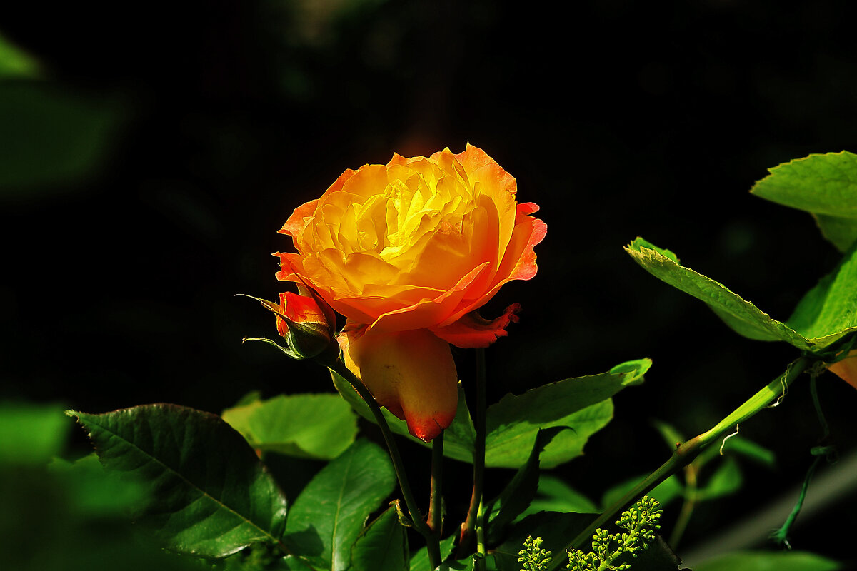 Очень красивая роза - Юрий Гайворонскiий Очень красивая роза - Юрий Гайворонскiий