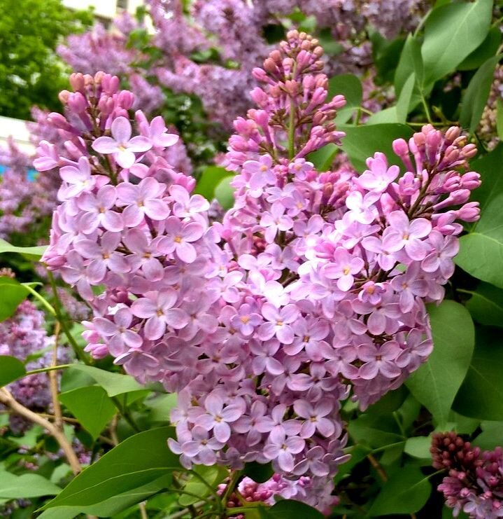 А сирень все цветет - Елена Семигина