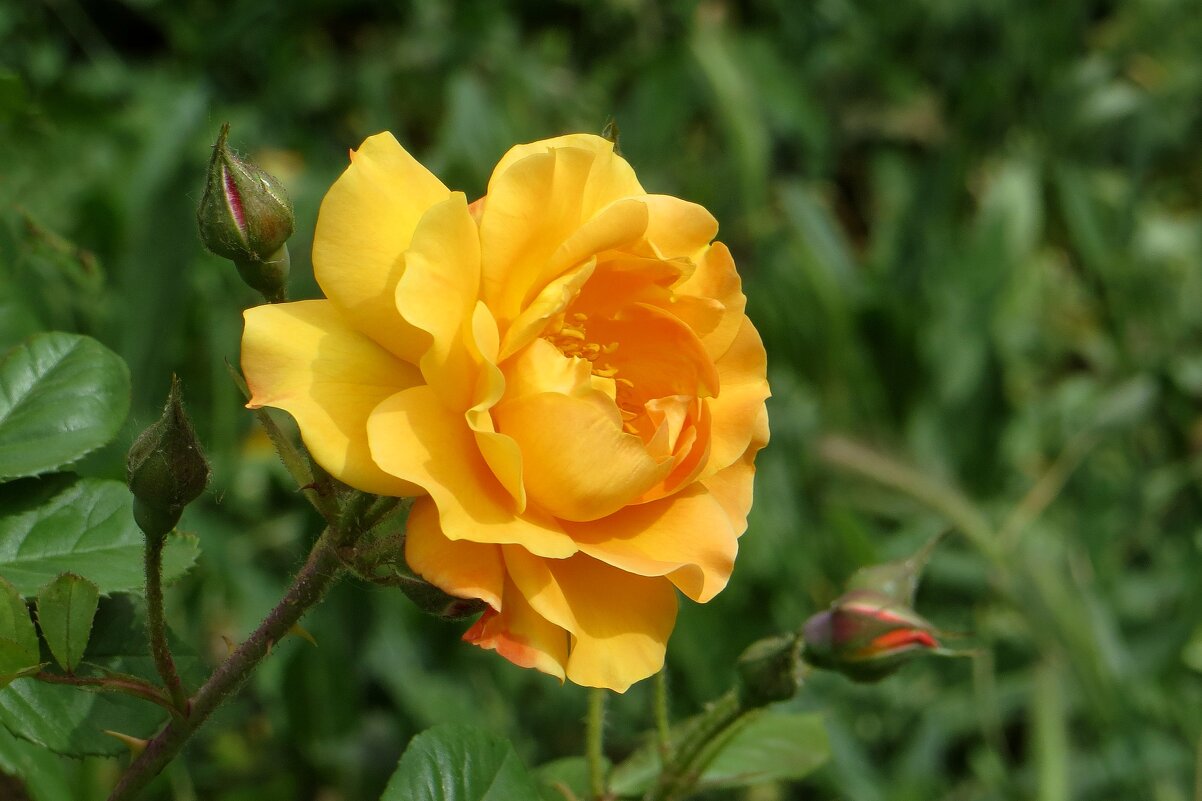 Время ароматов роз - Татьяна Смоляниченко Время ароматов роз - Татьяна Смоляниченко