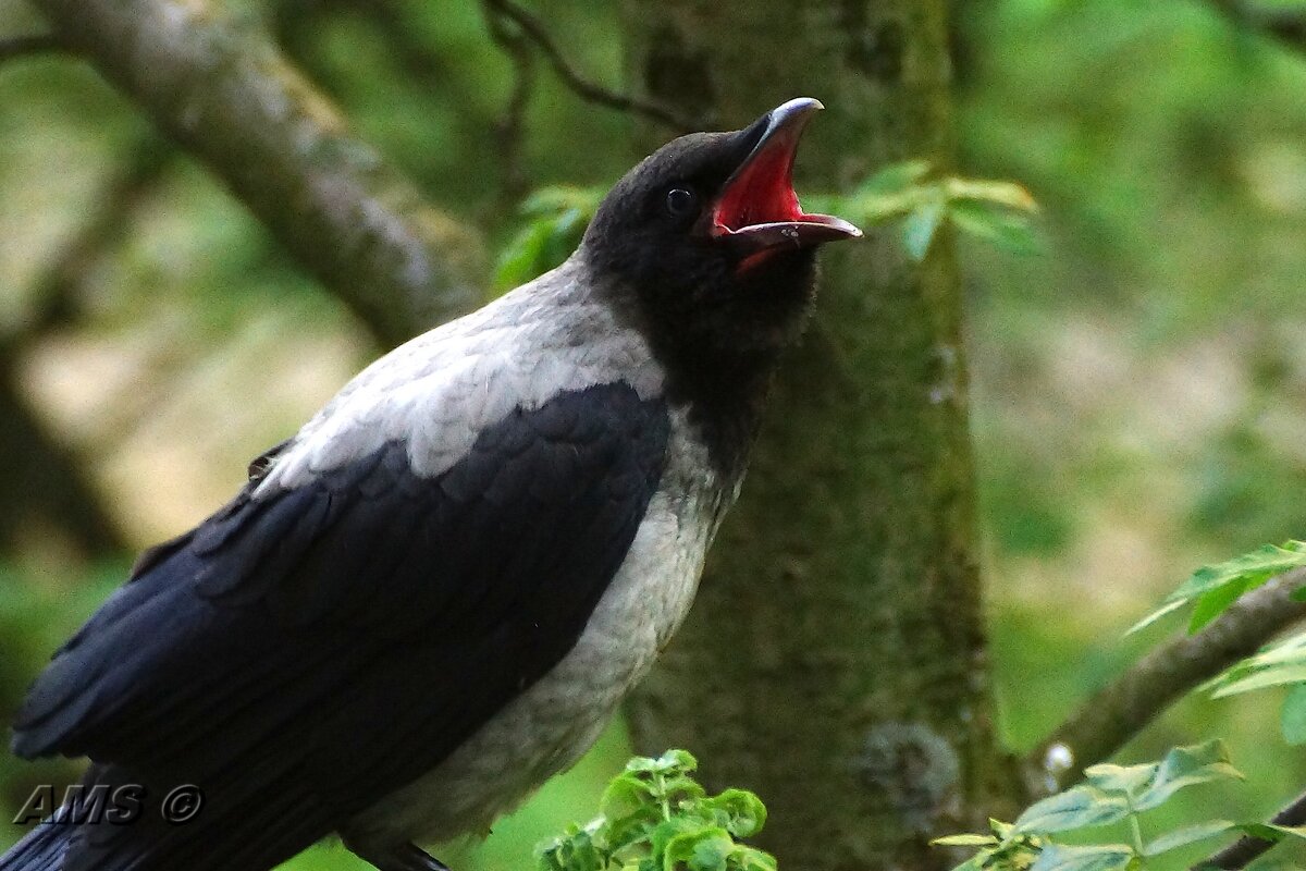 Фёрст - kolyeretka Фёрст - kolyeretka