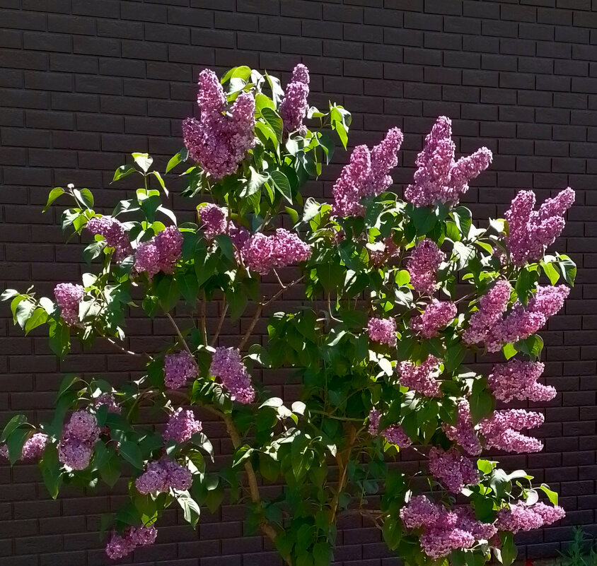 *** - Валентина Береснева