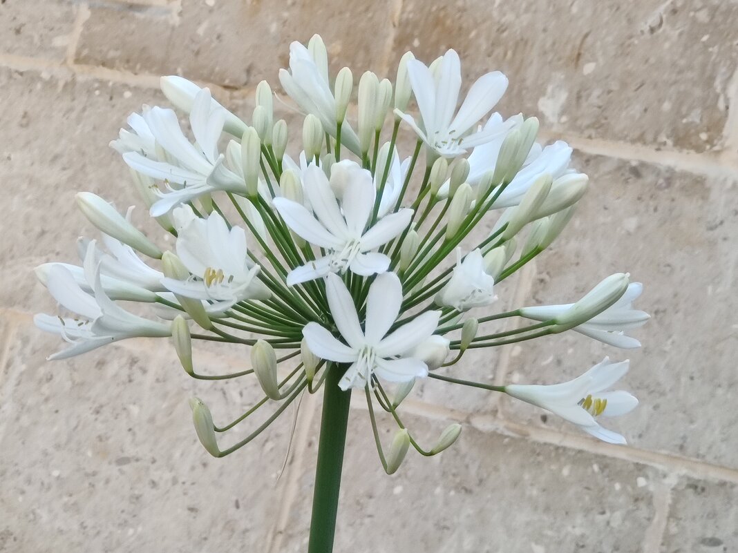 Агапантус африканский белый - Светлана Хращевская Агапантус африканский белый - Светлана Хращевская