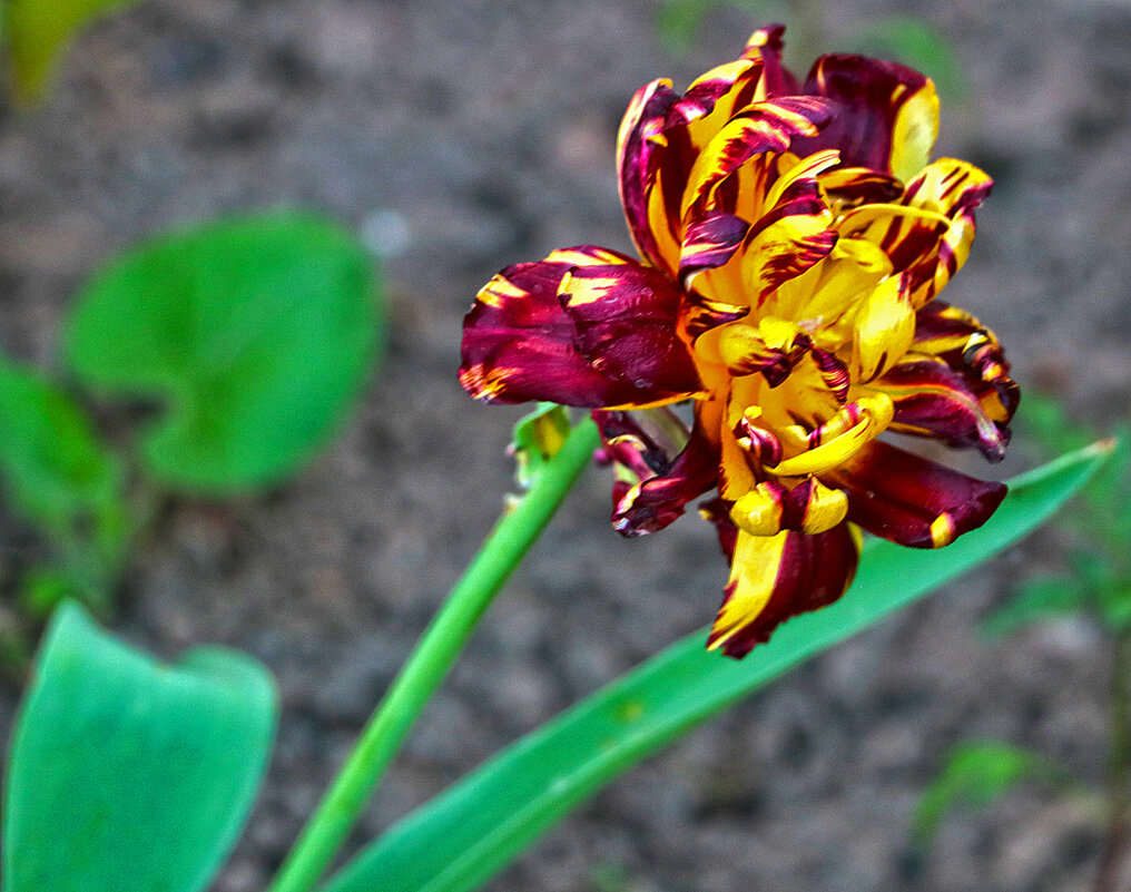 Последние тюльпаны - Светлана Последние тюльпаны - Светлана