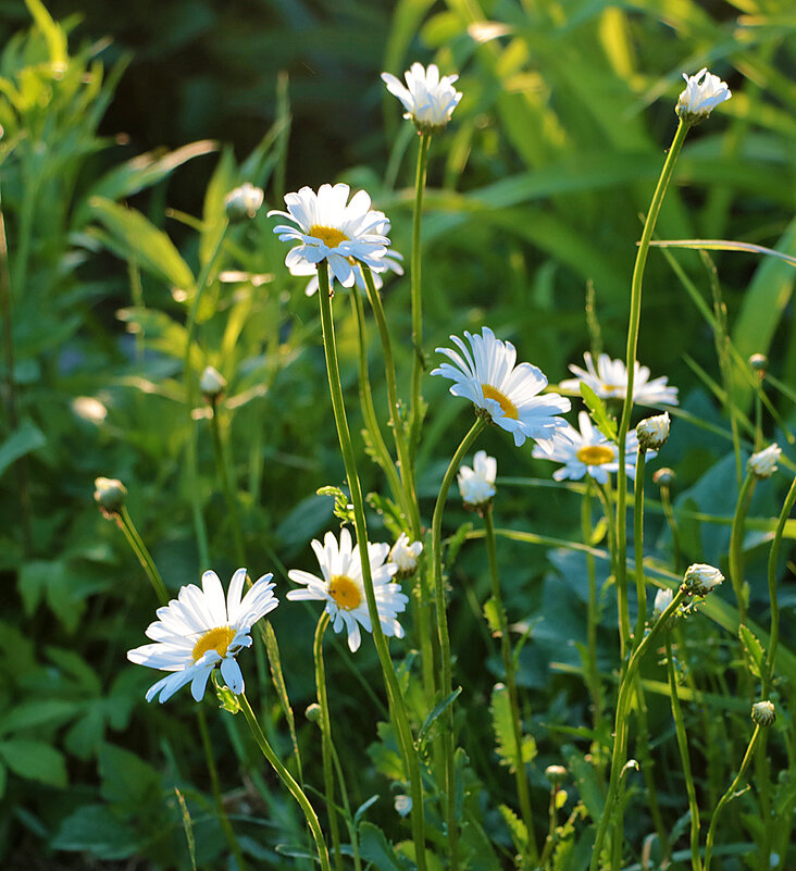 Первые ромашки - Светлана Первые ромашки - Светлана