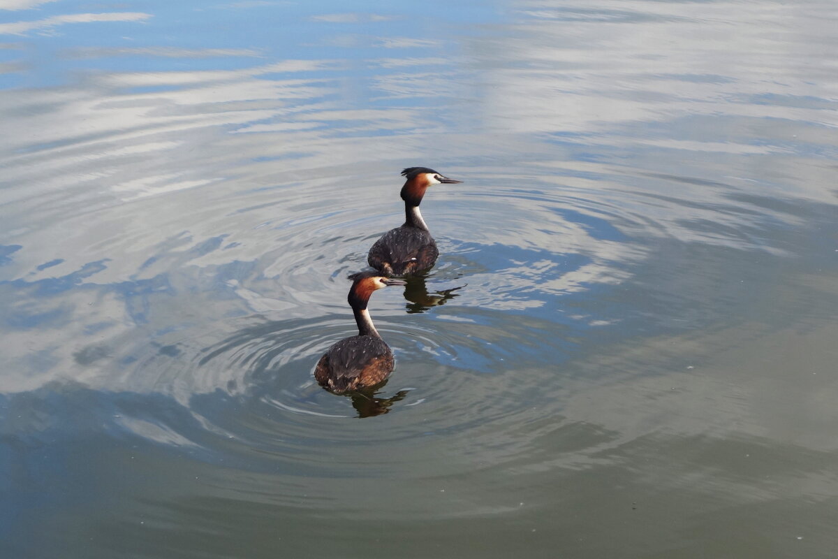 Чомга - Рита Симонова Чомга - Рита Симонова