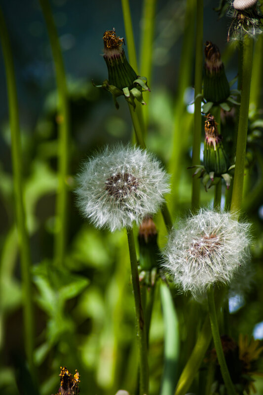 Пушистики. - Анатолий Нецепляев Пушистики. - Анатолий Нецепляев