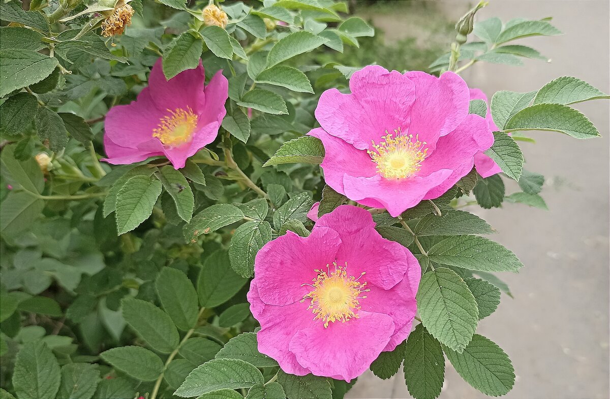 Розовые цветы - Татьяна Тюменка Розовые цветы - Татьяна Тюменка