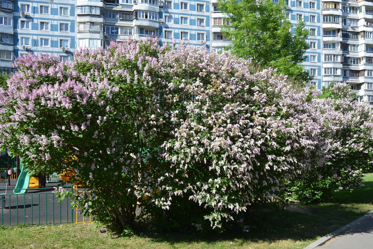 Поздняя сирень - Oleg4618 Шутченко Поздняя сирень - Oleg4618 Шутченко