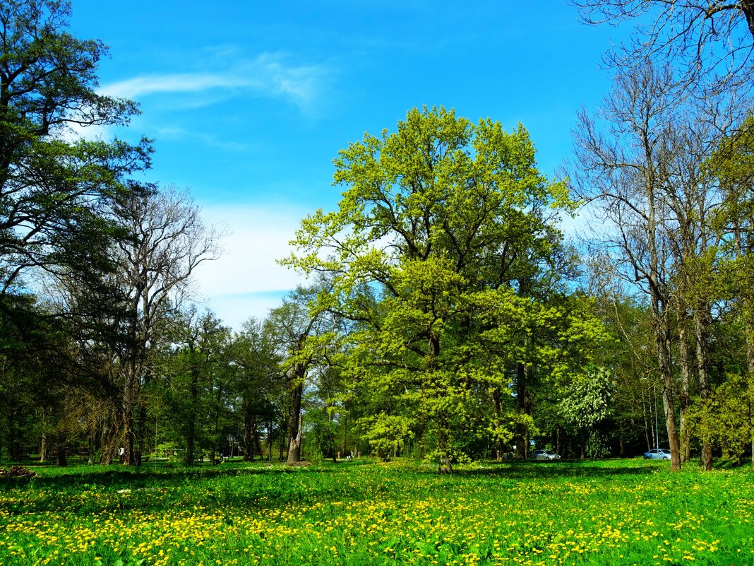 Цветёт старинный дуб в парке - Aida10 Цветёт старинный дуб в парке - Aida10