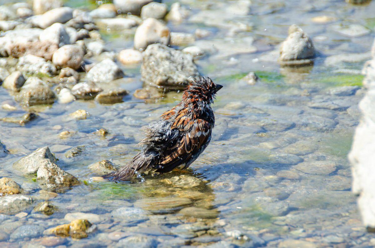 Воробей - Анастасия Попова