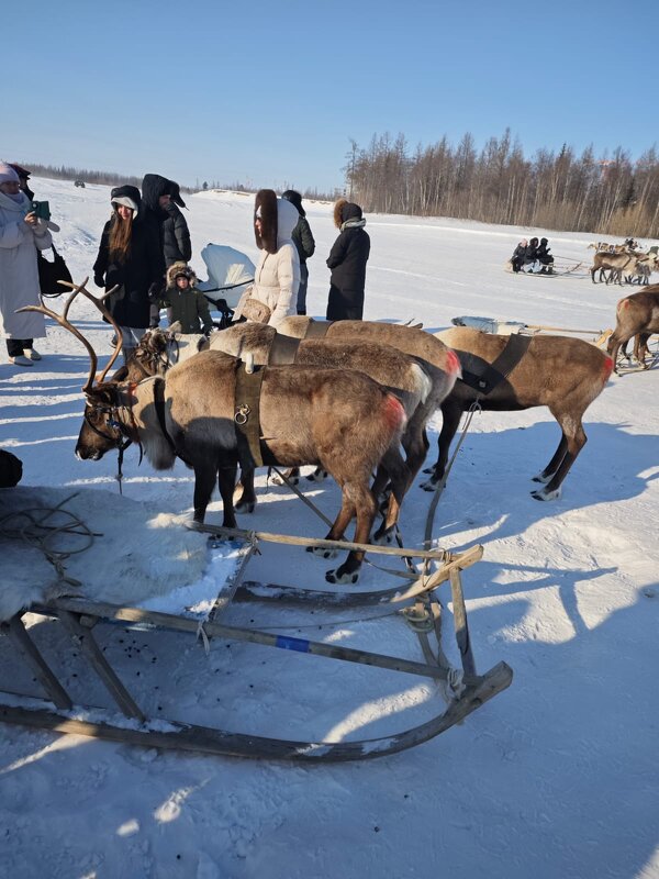 Нижний Уренгой Праздник День оленевода - Нина Колгатина Нижний Уренгой Праздник День оленевода - Нина Колгатина
