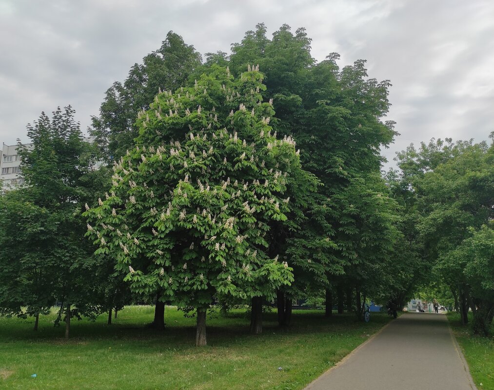 Цветёт каштан - Игорь Ч. Цветёт каштан - Игорь Ч.