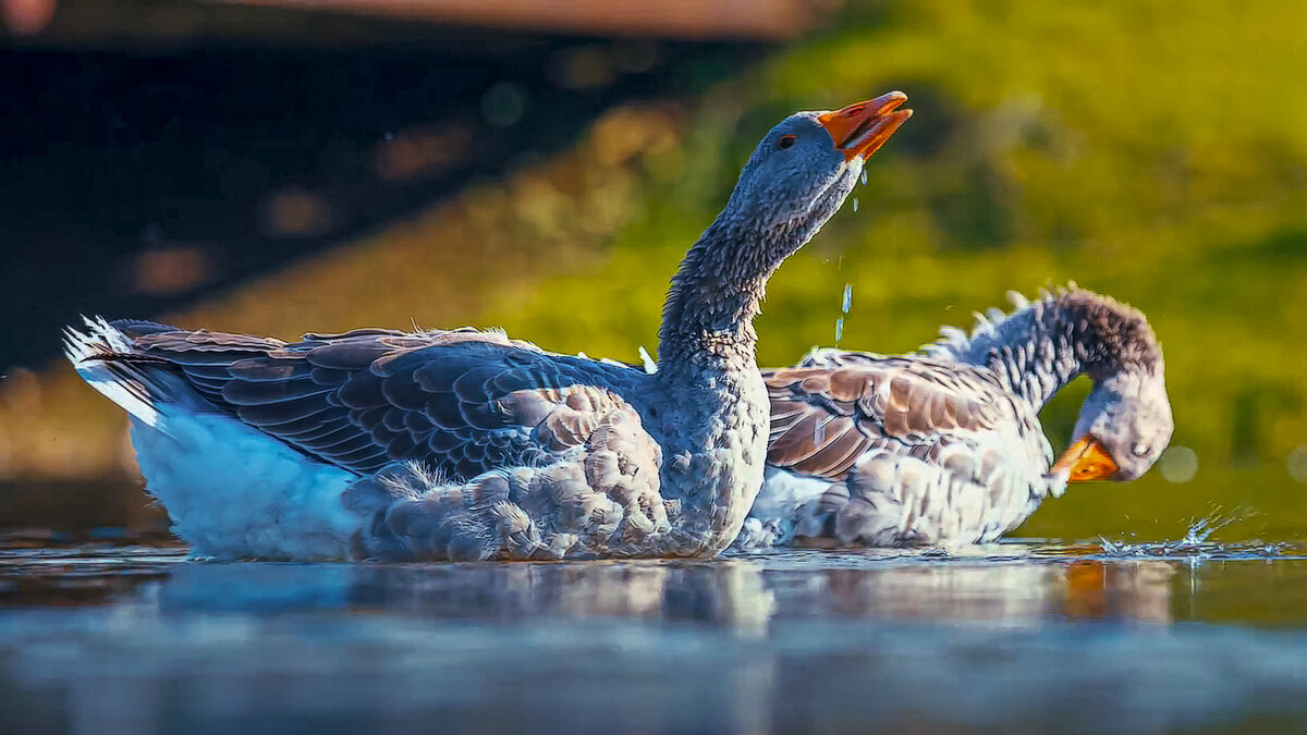 Гуси. - Aleksey Afonin Гуси. - Aleksey Afonin