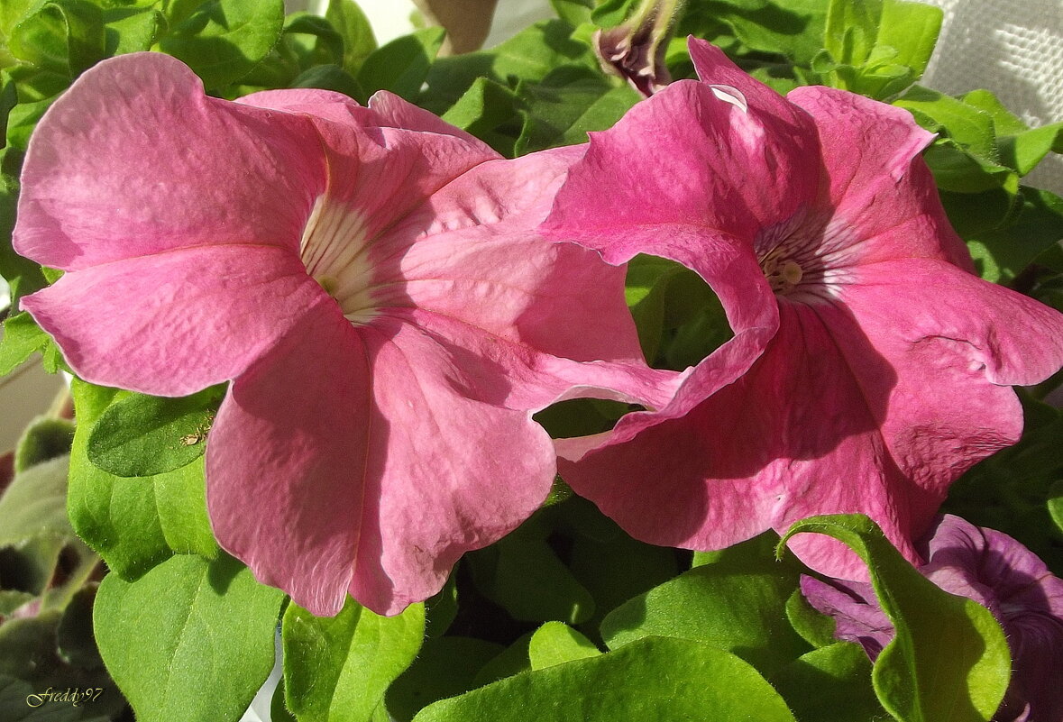 Петунии - Freddy 97