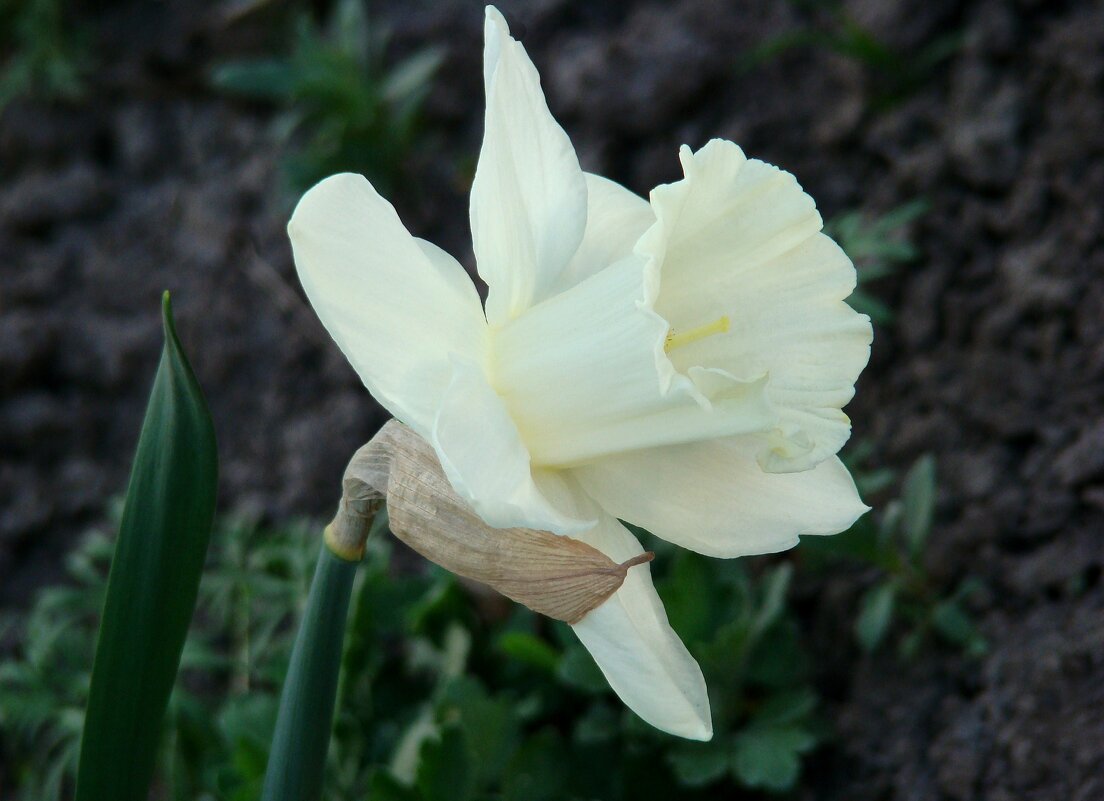 Вспоминая апрель... - Syntaxist (Светлана) Вспоминая апрель... - Syntaxist (Светлана)