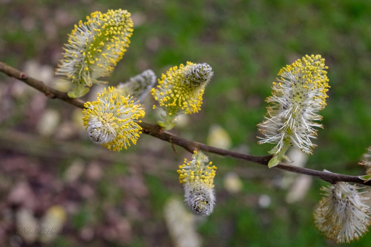 Весны цветенье... - Николай Гирш