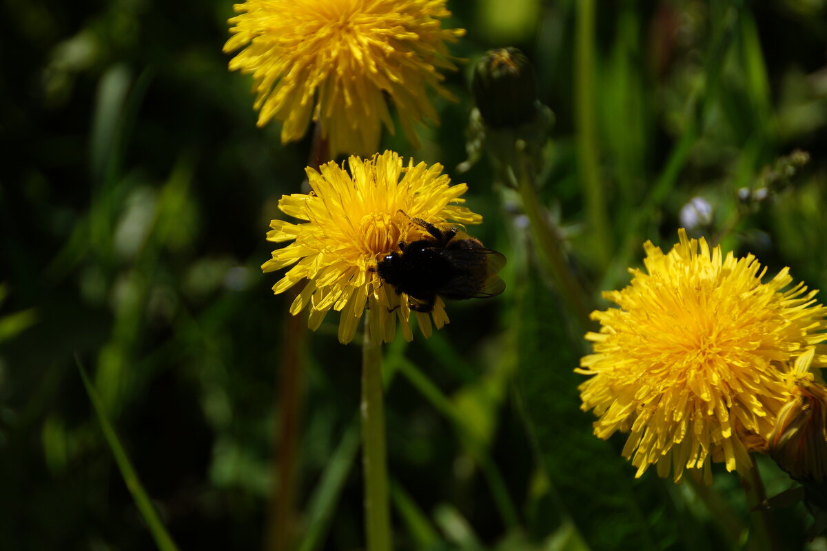 .. - Ninell Nikitina .. - Ninell Nikitina