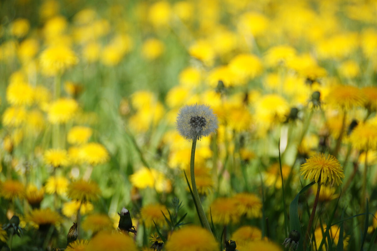 .. - Ninell Nikitina .. - Ninell Nikitina