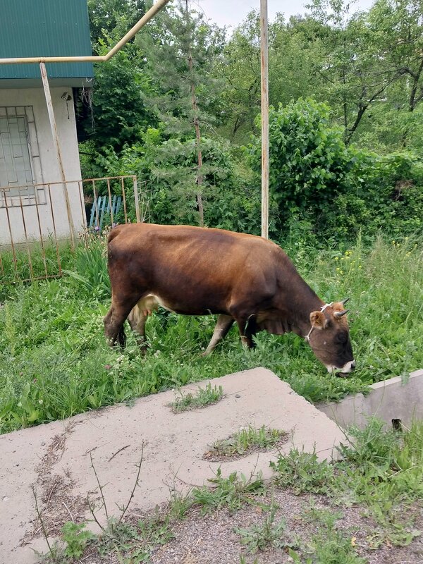 Talgar. - Murat Bukaev 