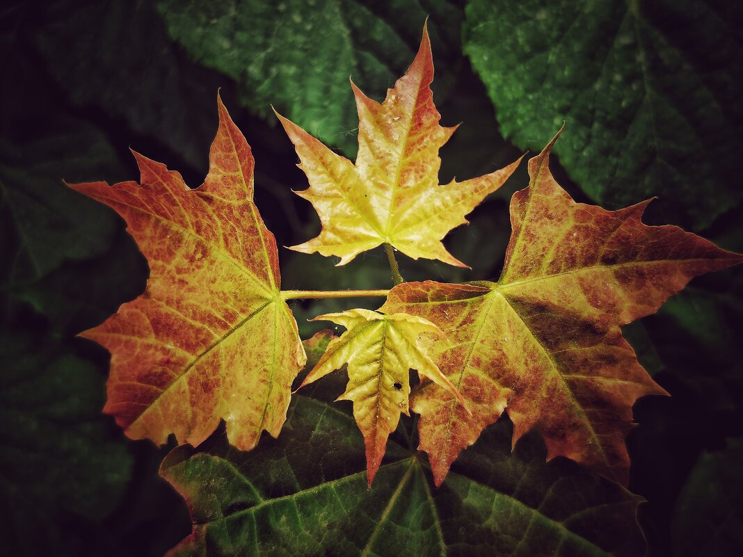 **** - Алексей Архипов