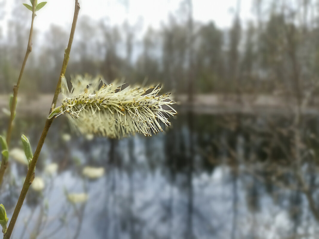 Нежность весны. - Лилия * Нежность весны. - Лилия *