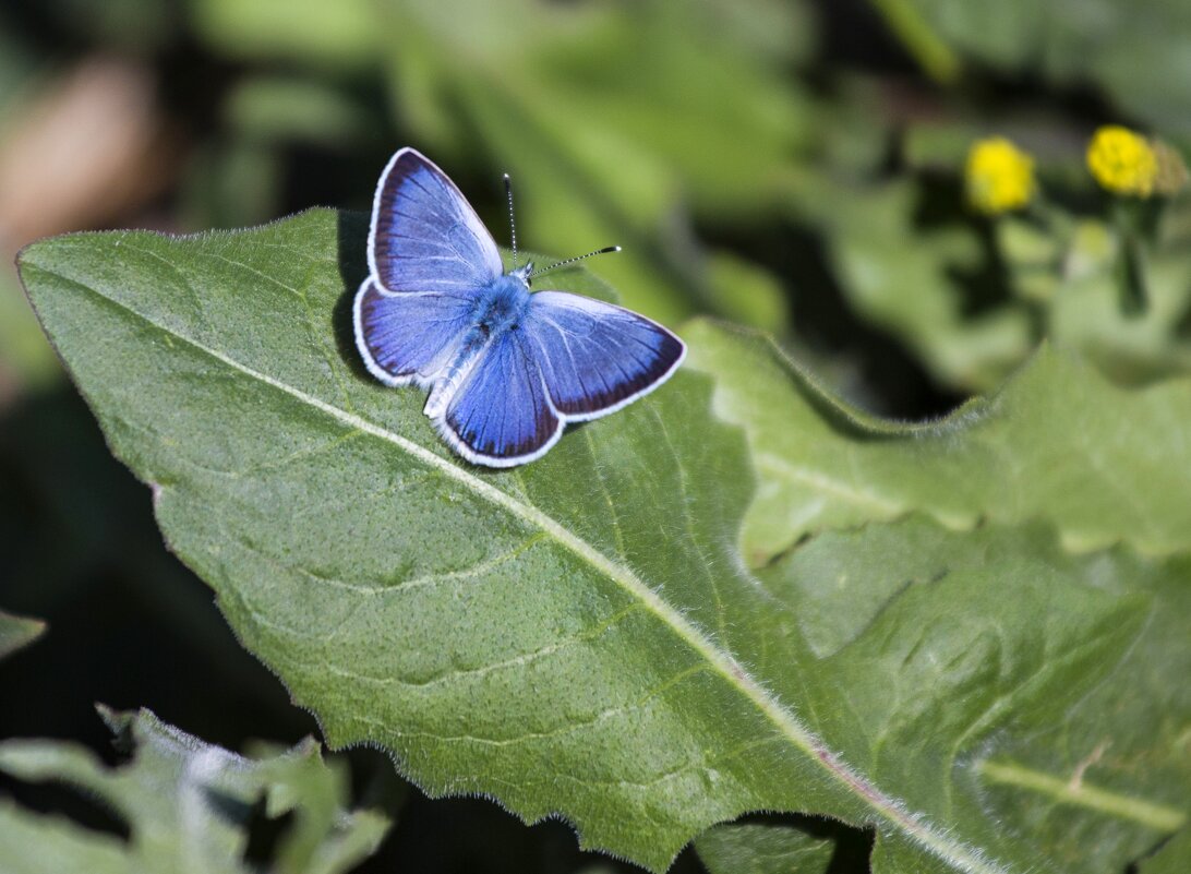 Голубянка - Светлана Тихонина Голубянка - Светлана Тихонина