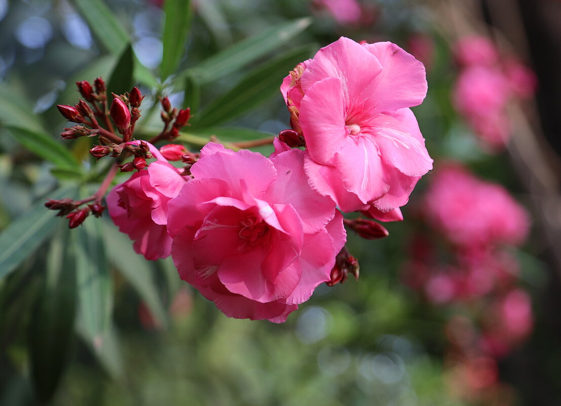 Олеандр. - Оля Богданович Олеандр. - Оля Богданович