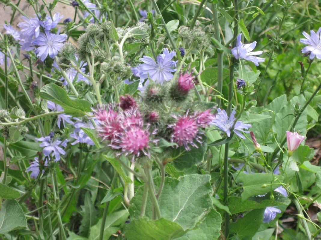 Репейник и цикорий - Дмитрий Никитин