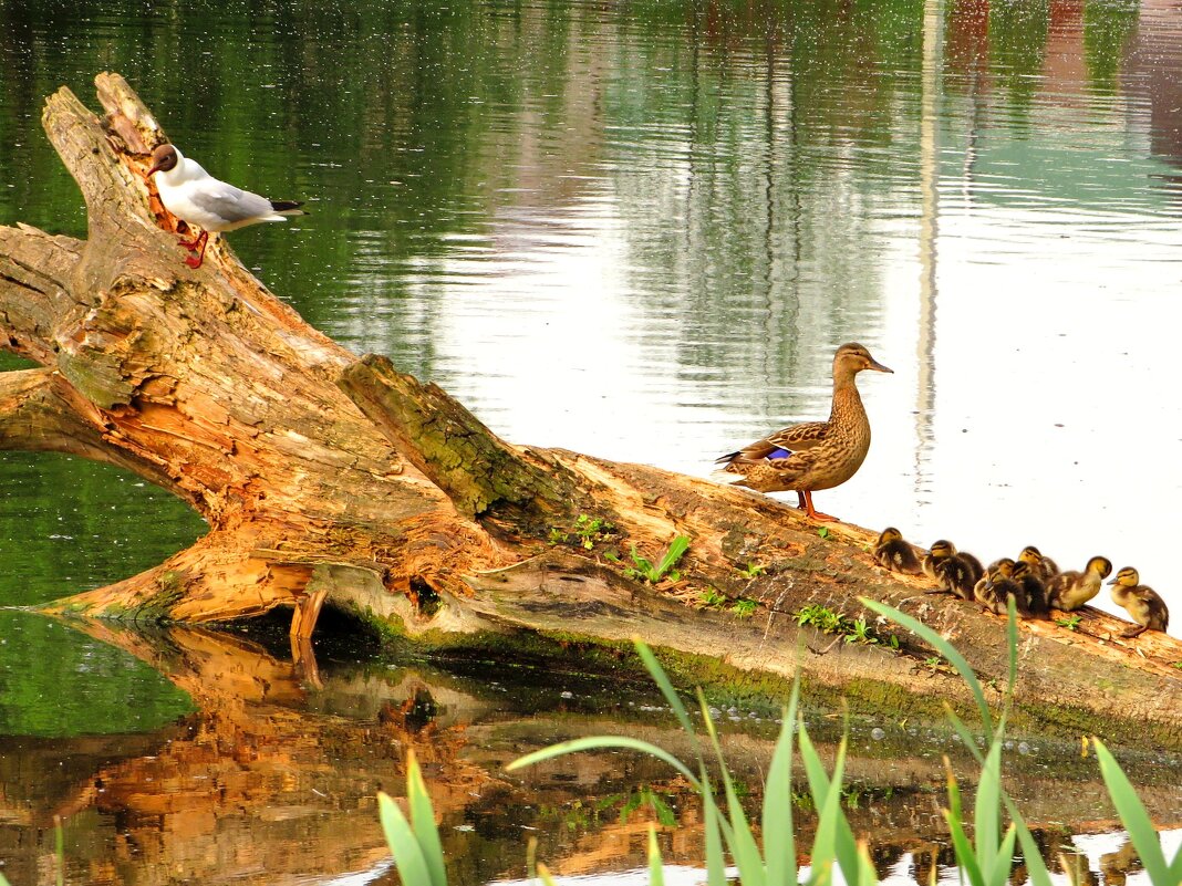 Соседство - Андрей Снегерёв Соседство - Андрей Снегерёв