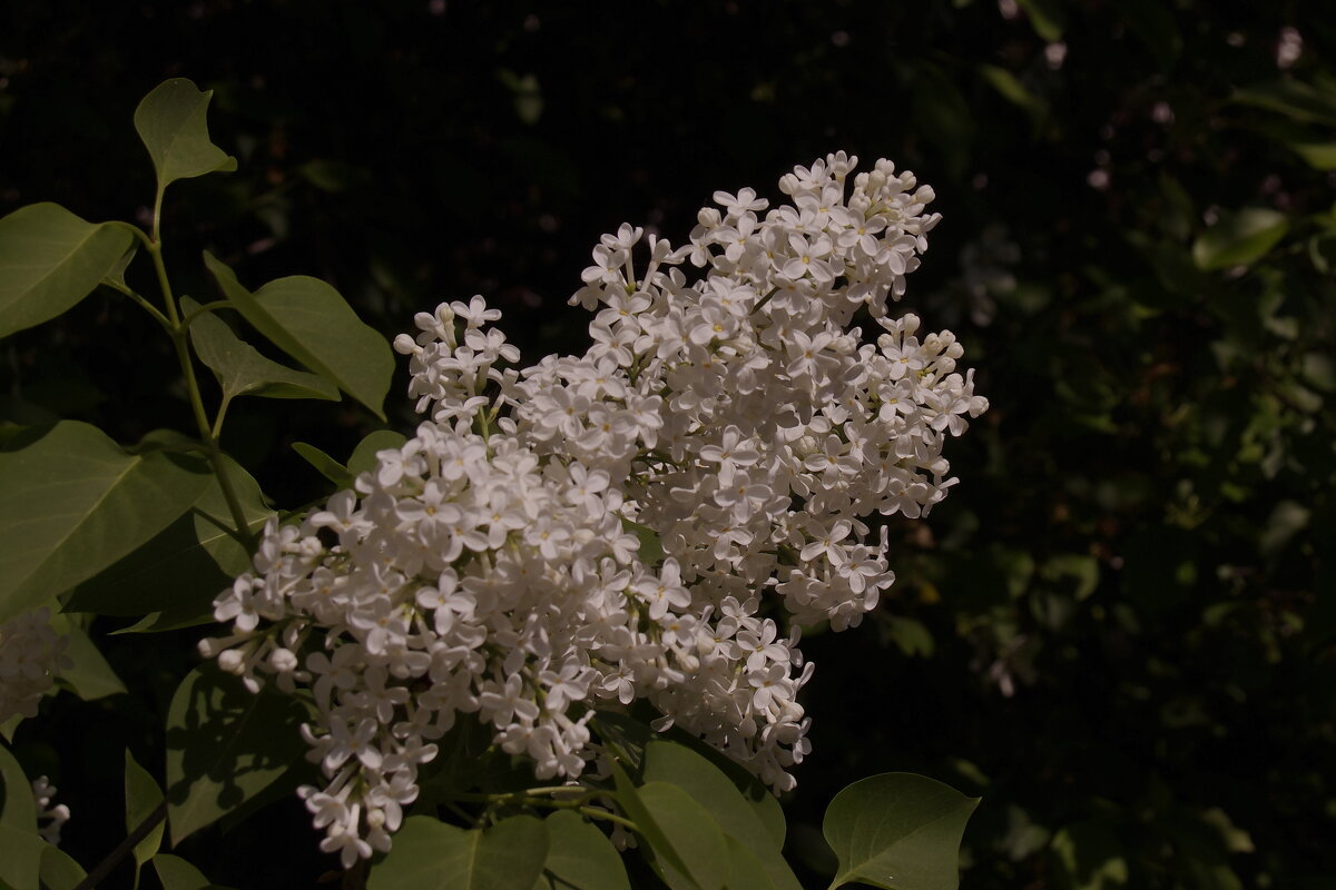 Сирень - Сергей Швечков Сирень - Сергей Швечков