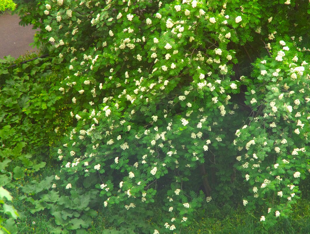 Рябина вся цвету... - Юрий Куликов