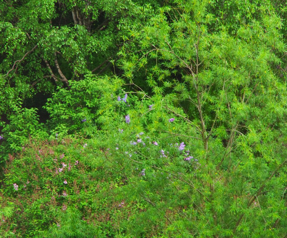 Сирень только начала... - Юрий Куликов Сирень только начала... - Юрий Куликов