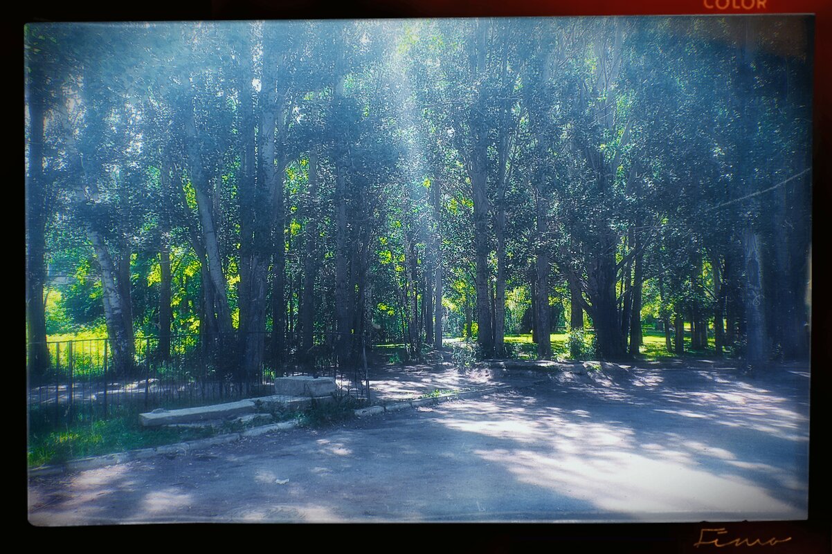 Майско-июньский лес. - Игорь Солдаткин