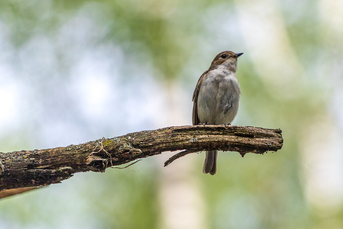 Мухоловка. - Анатолий. Chesnavik.