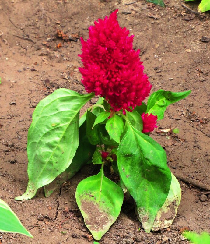 Целозия - Андрей Снегерёв