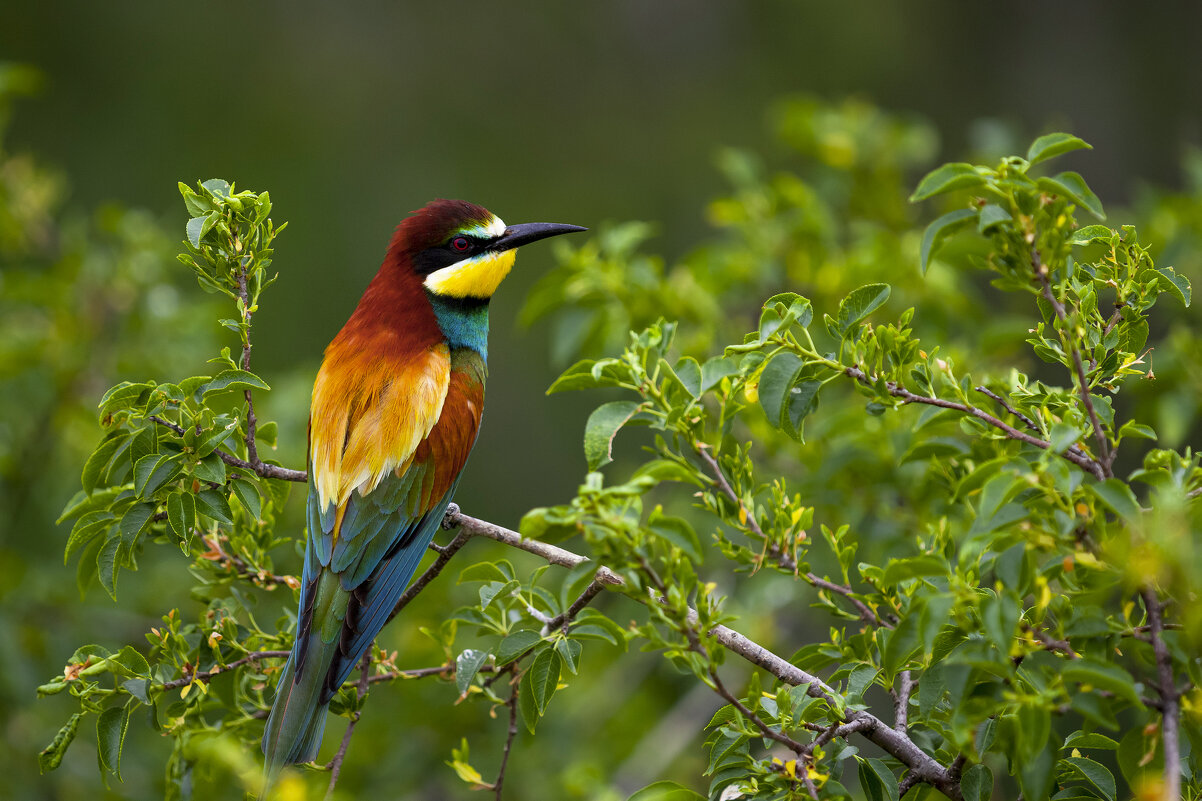 *** - Валерий Черняк *** - Валерий Черняк