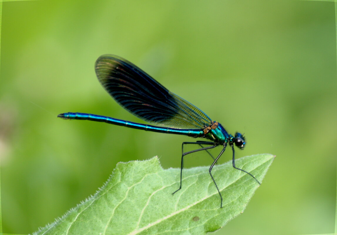Красотка блестящая (лат. Calopteryx splendens), самец - Сергей Владимирович Егоров