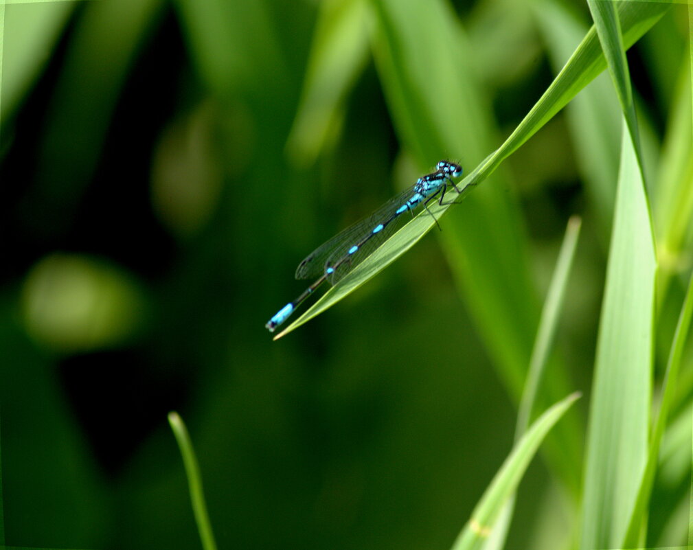 Стрелка изящная (лат.Coenagrion pulchellum) - Сергей Владимирович Егоров Стрелка изящная (лат.Coenagrion pulchellum) - Сергей Владимирович Егоров