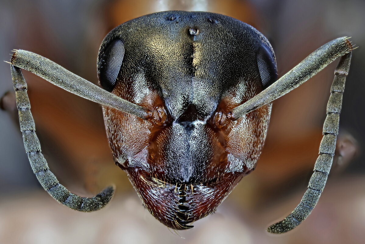 . - Игорь Осипов