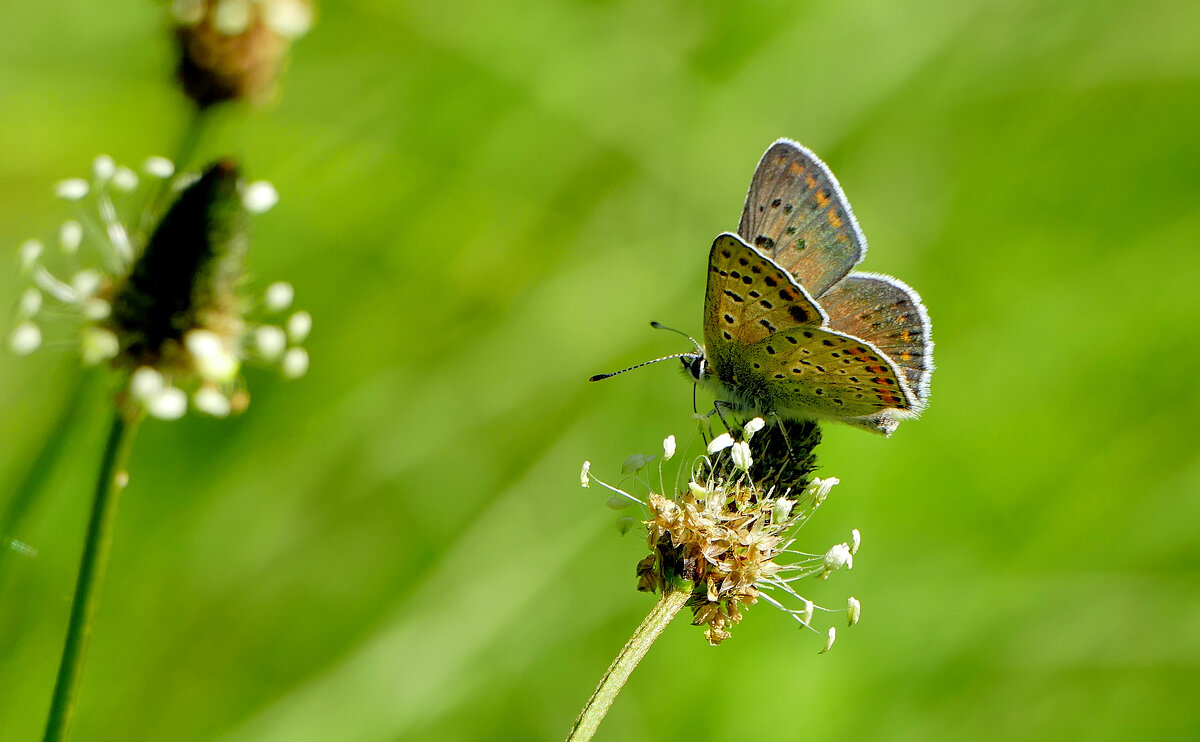 Бабочки, снятые вчера 2 - Александр Прокудин Бабочки, снятые вчера 2 - Александр Прокудин