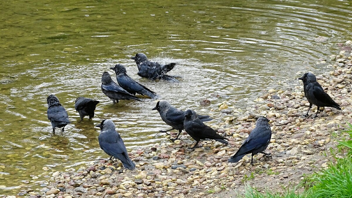У галок "банный день". - Милешкин Владимир Алексеевич У галок "банный день". - Милешкин Владимир Алексеевич