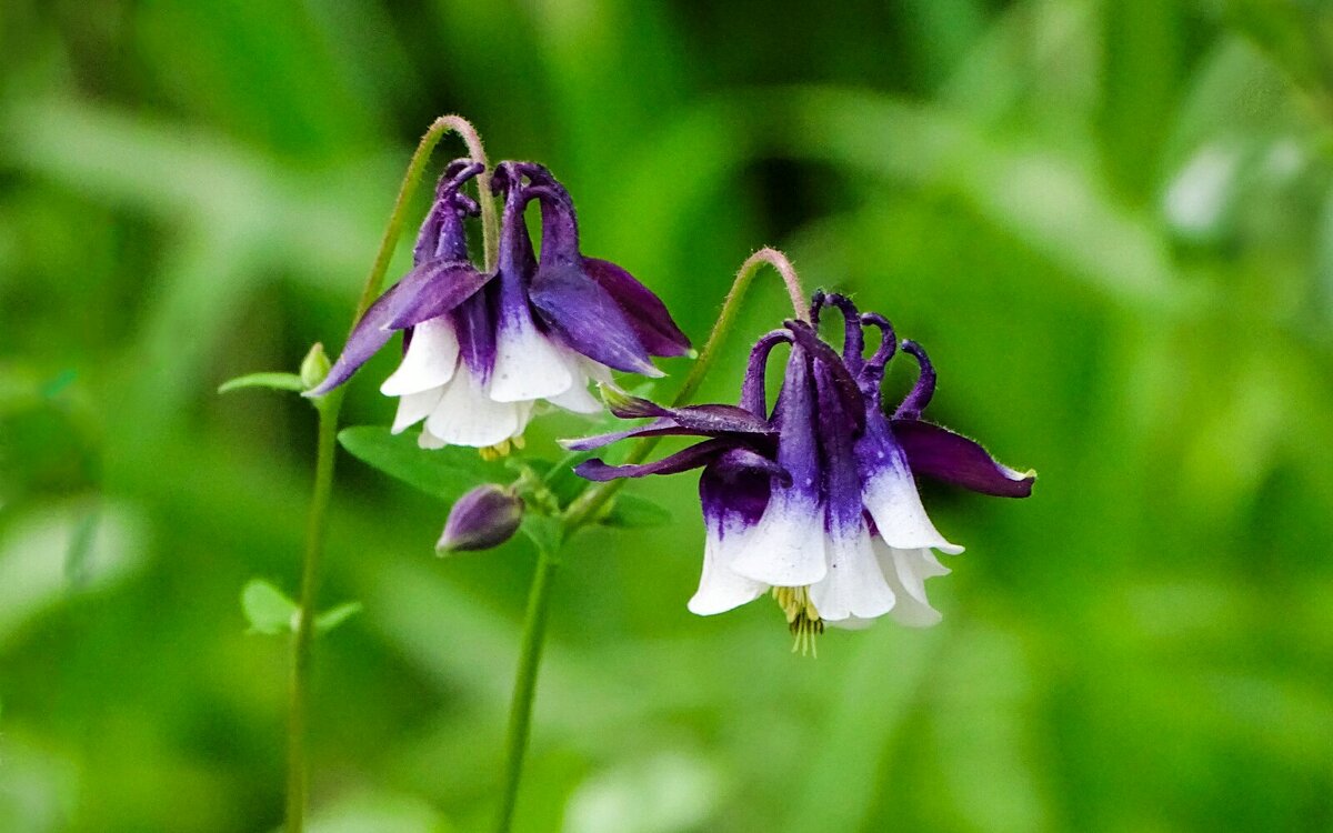 Городские цветы (аквилегии). - Милешкин Владимир Алексеевич Городские цветы (аквилегии). - Милешкин Владимир Алексеевич