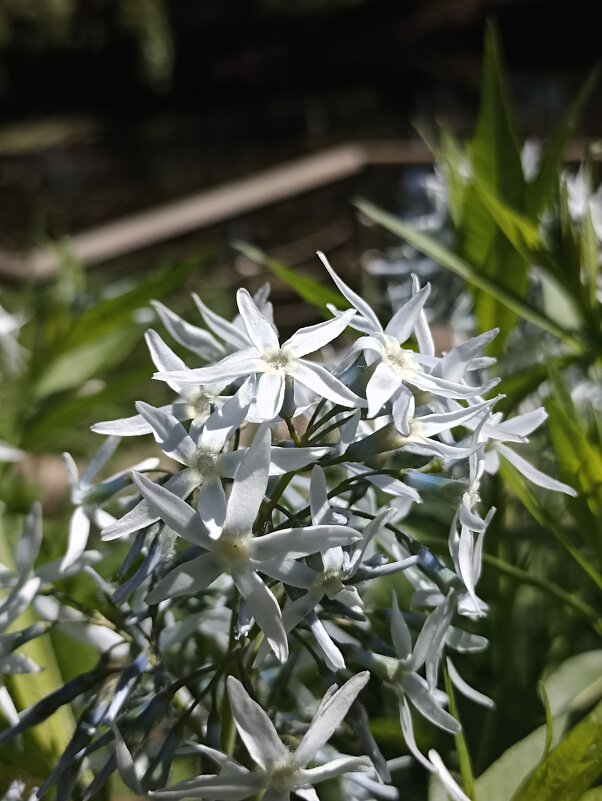 Звездчатое лето - Pippa 