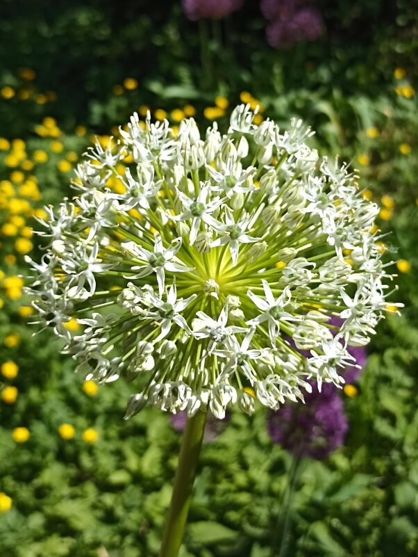 Звездчатое лето - Pippa Звездчатое лето - Pippa