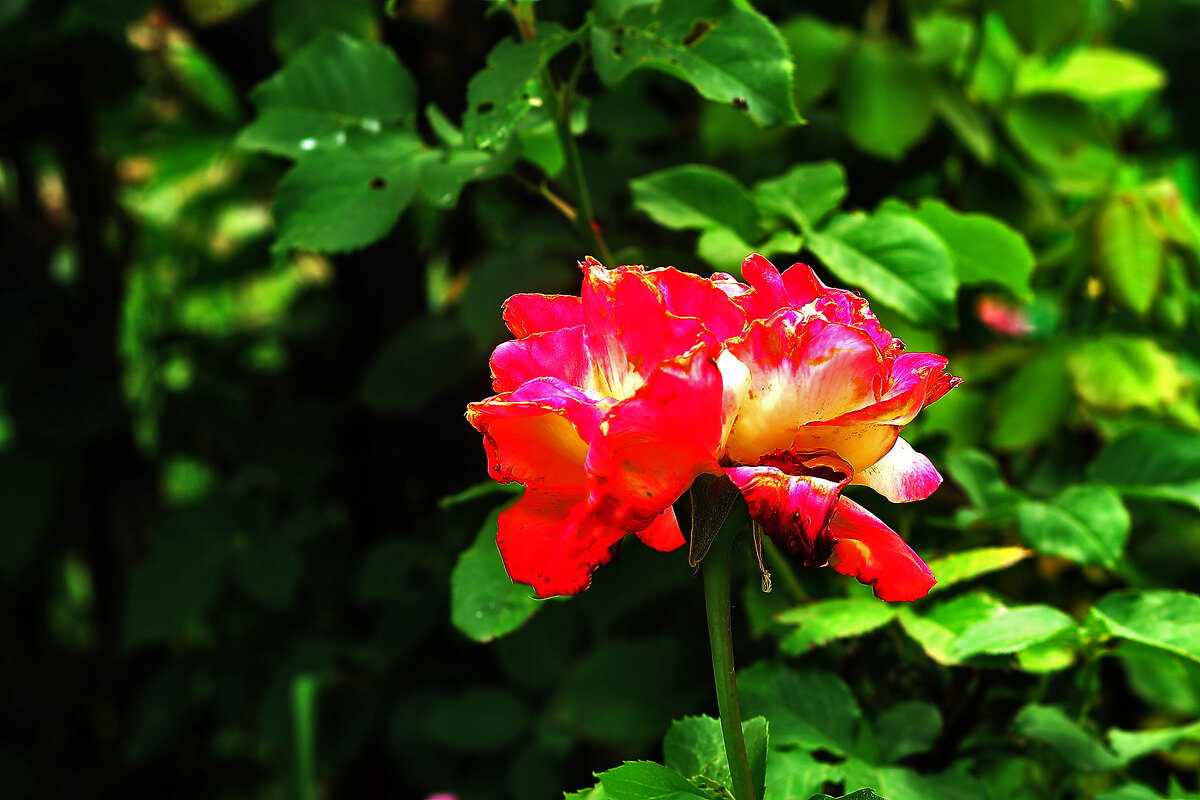 Розочка - Юрий Гайворонскiий