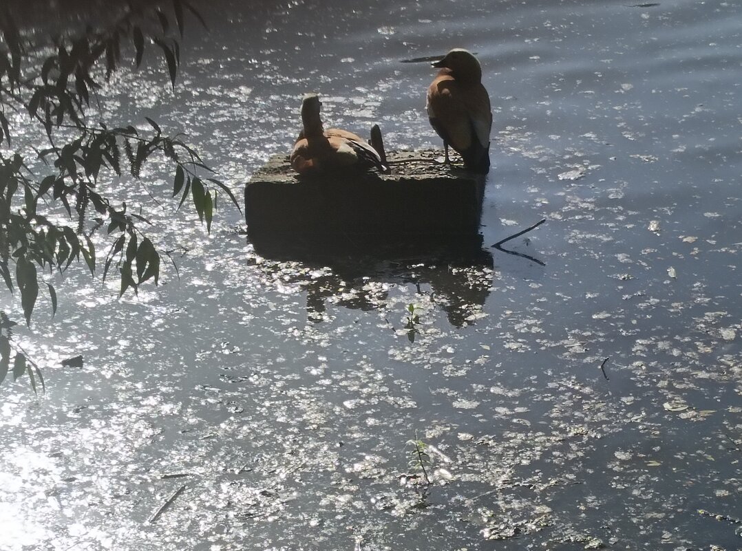 двое - Галина R... двое - Галина R...