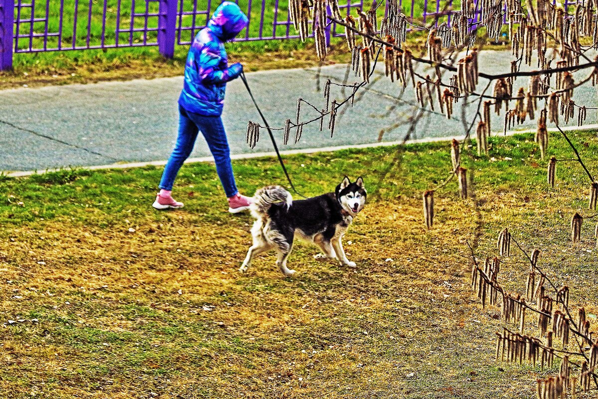 Май...По газону с песиком! - Владимир 